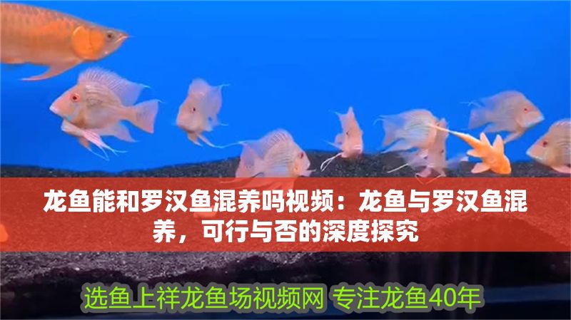 龍魚能和羅漢魚混養嗎視頻：龍魚與羅漢魚混養，可行與否的深度探究
