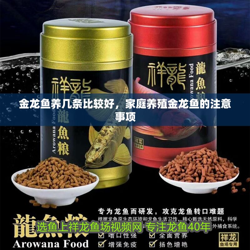 金龍魚養幾條比較好，家庭養殖金龍魚的注意事項