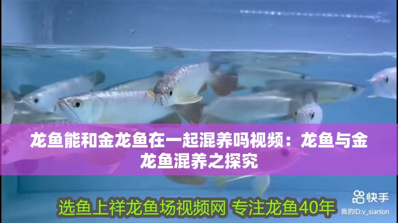 龍魚能和金龍魚在一起混養嗎視頻：龍魚與金龍魚混養之探究