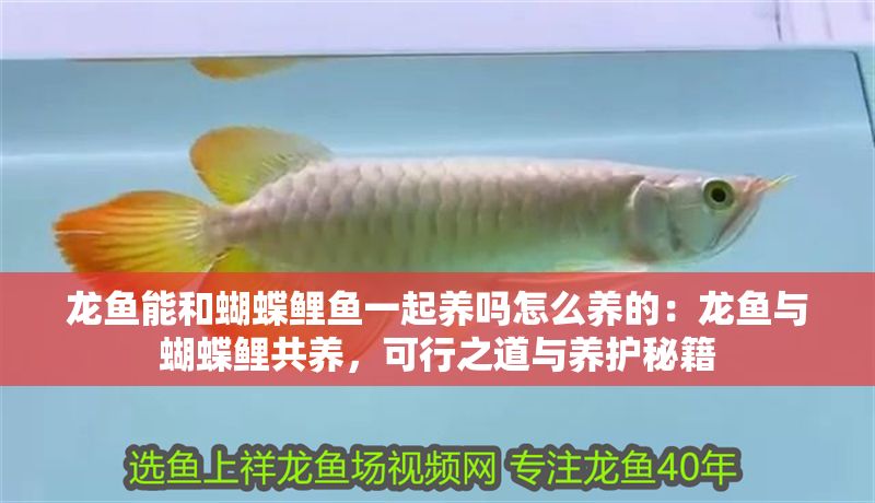 龍魚能和蝴蝶鯉魚一起養嗎怎么養的：龍魚與蝴蝶鯉共養，可行之道與養護秘籍