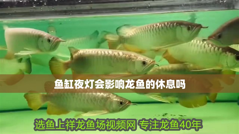 魚缸夜燈會影響龍魚的休息嗎