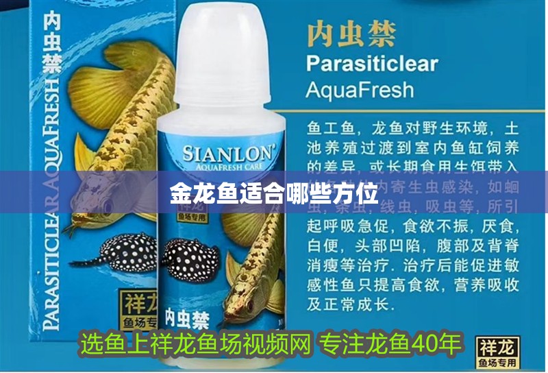 龍魚50公分時應該如何飼養？