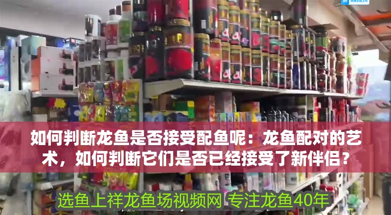 如何判斷龍魚是否接受配魚呢：龍魚配對的藝術，如何判斷它們是否已經接受了新伴侶？
