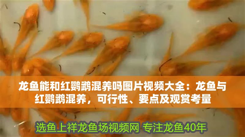 龍魚能和紅鸚鵡混養(yǎng)嗎圖片視頻大全：龍魚與紅鸚鵡混養(yǎng)，可行性、要點及觀賞考量