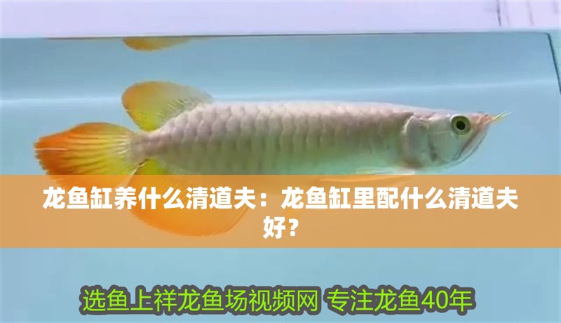 龍魚缸養(yǎng)什么清道夫：龍魚缸里配什么清道夫好？