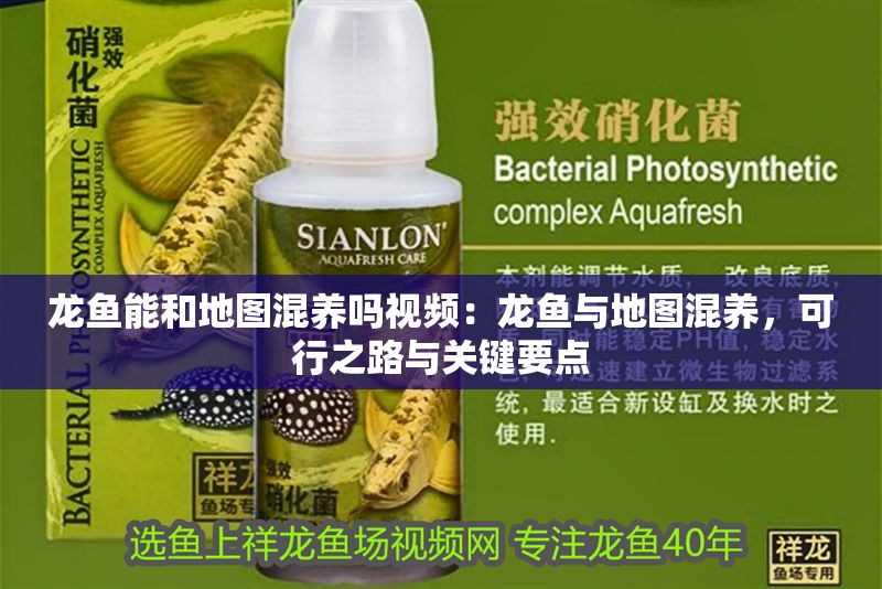 龍魚能和地圖混養嗎視頻：龍魚與地圖混養，可行之路與關鍵要點