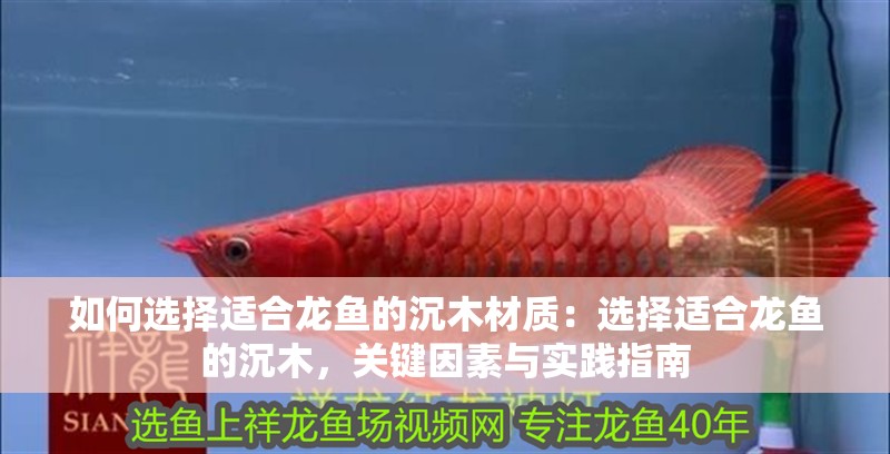 如何選擇適合龍魚的沉木材質：選擇適合龍魚的沉木，關鍵因素與實踐指南