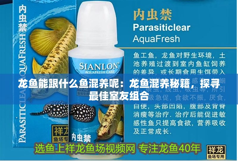 龍魚能跟什么魚混養呢：龍魚混養秘籍，探尋最佳室友組合