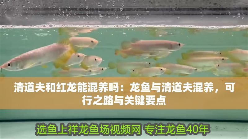 清道夫和紅龍能混養嗎：龍魚與清道夫混養，可行之路與關鍵要點