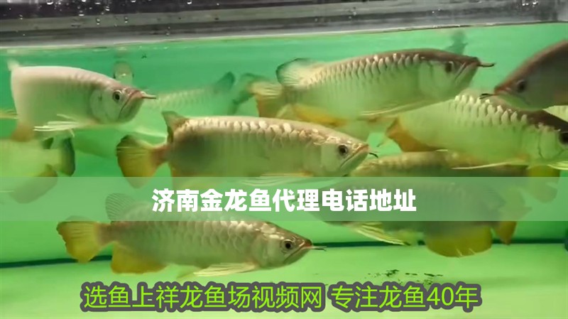 濟南金龍魚代理電話地址