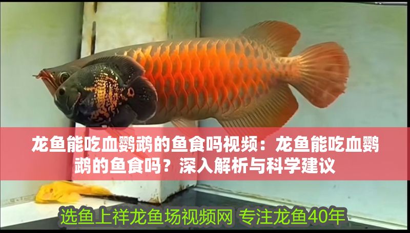 龍魚能吃血鸚鵡的魚食嗎視頻：龍魚能吃血鸚鵡的魚食嗎？深入解析與科學建議