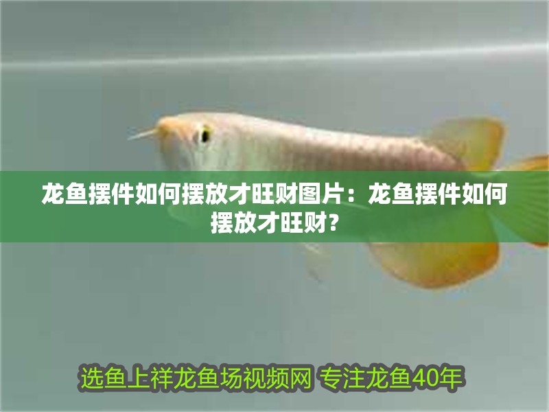 龍魚擺件如何擺放才旺財圖片：龍魚擺件如何擺放才旺財？