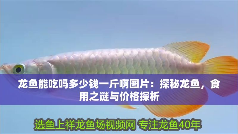 龍魚能吃嗎多少錢一斤啊圖片：探秘龍魚，食用之謎與價格探析 龍魚能吃嗎多少錢一斤啊圖片：探秘龍魚，食用之謎與價格探析 龍魚百科 第1張