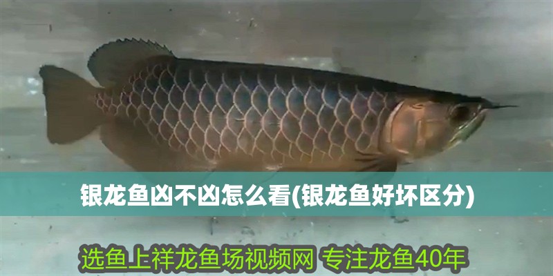 銀龍魚兇不兇怎么看(銀龍魚好壞區分)