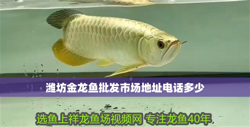 濰坊金龍魚批發市場地址電話多少