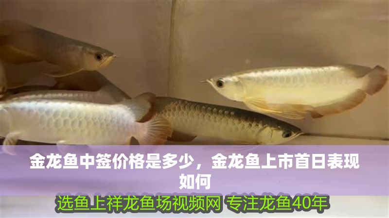 金龍魚中簽價格是多少，金龍魚上市首日表現如何