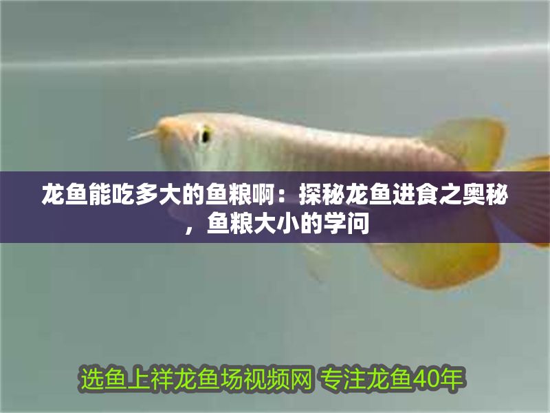 龍魚能吃多大的魚糧啊：探秘龍魚進食之奧秘，魚糧大小的學問