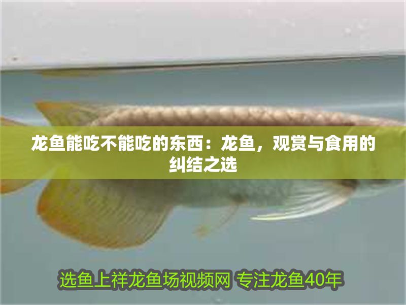 龍魚能吃不能吃的東西：龍魚，觀賞與食用的糾結之選