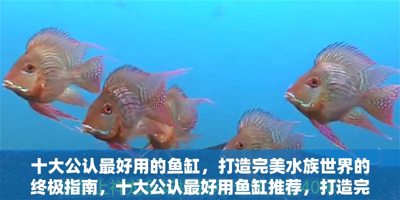 十大公認最好用的魚缸，打造完美水族世界的終極指南，十大公認最好用魚缸推薦，打造完美水族世界的終極指南