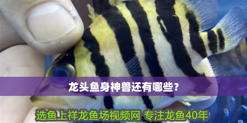 龍頭魚身神獸還有哪些？