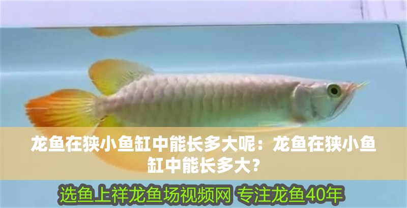 龍魚在狹小魚缸中能長(zhǎng)多大呢：龍魚在狹小魚缸中能長(zhǎng)多大？