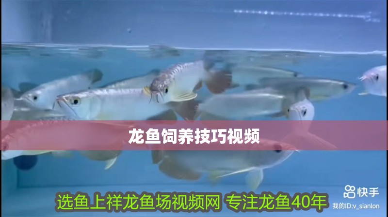 魚缸過濾器選購指南:自制魚缸過濾器魚缸上置過濾器對于養魚愛好者的必備知識 龍魚飼養技巧視頻 龍魚百科 龍魚飼養技巧視頻 龍魚飼養技巧視頻 龍魚百科