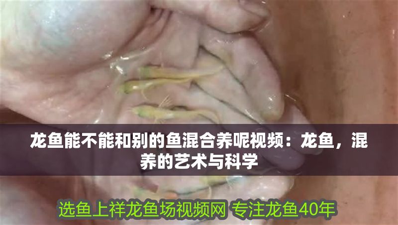 龍魚能不能和別的魚混合養呢視頻：龍魚，混養的藝術與科學