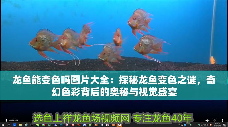 龍魚能變色嗎圖片大全：探秘龍魚變色之謎，奇幻色彩背后的奧秘與視覺盛宴