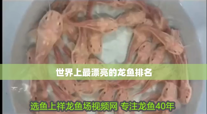 世界上最漂亮的龍魚排名