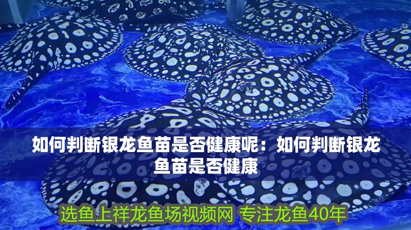 如何判斷銀龍魚苗是否健康呢：如何判斷銀龍魚苗是否健康