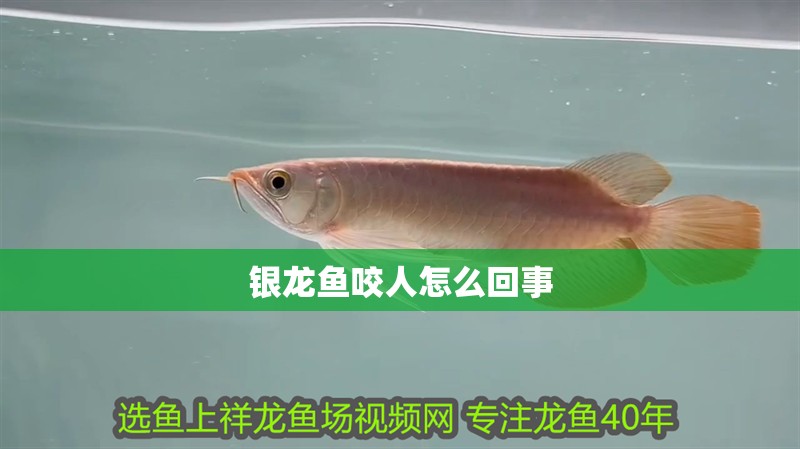 銀龍魚咬人怎么回事 銀龍魚咬人怎么回事 龍魚百科