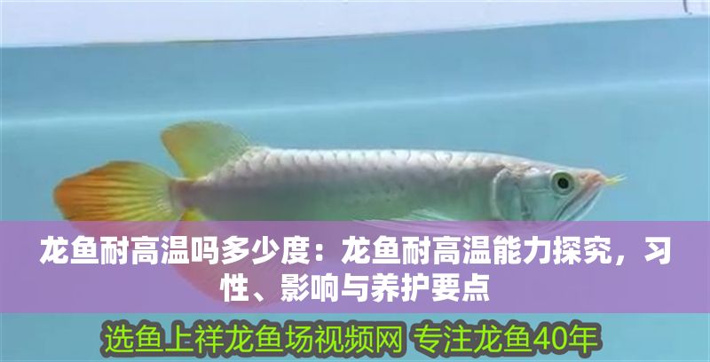 龍魚耐高溫嗎多少度：龍魚耐高溫能力探究，習性、影響與養護要點