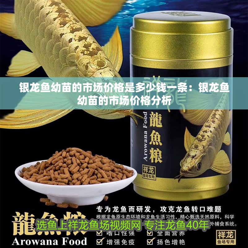 銀龍魚幼苗的市場價格是多少錢一條：銀龍魚幼苗的市場價格分析