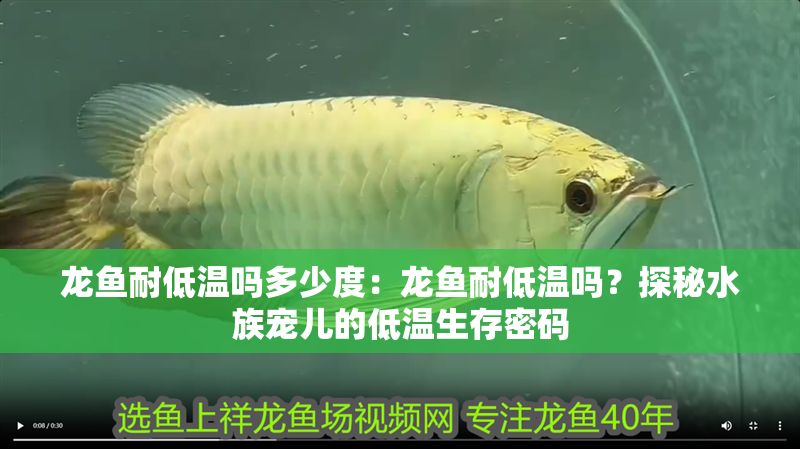 龍魚耐低溫嗎多少度：龍魚耐低溫嗎？探秘水族寵兒的低溫生存密碼