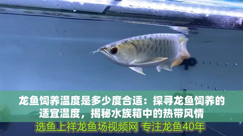 龍魚飼養溫度是多少度合適：探尋龍魚飼養的適宜溫度，揭秘水族箱中的熱帶風情
