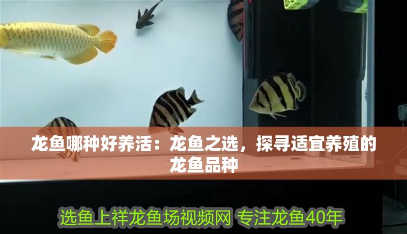 龍魚哪種好養(yǎng)活：龍魚之選，探尋適宜養(yǎng)殖的龍魚品種