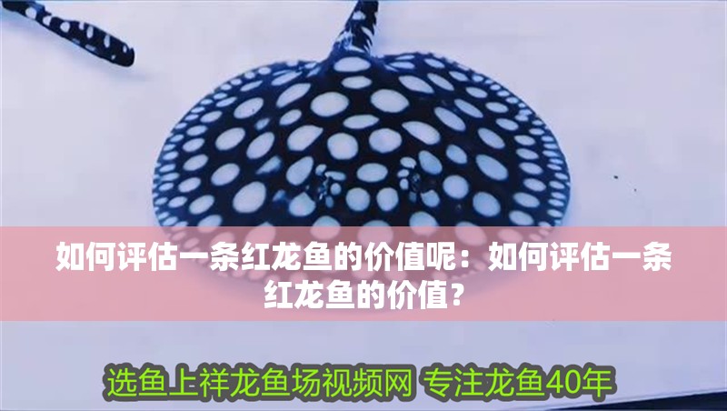 如何評估一條紅龍魚的價值呢：如何評估一條紅龍魚的價值？