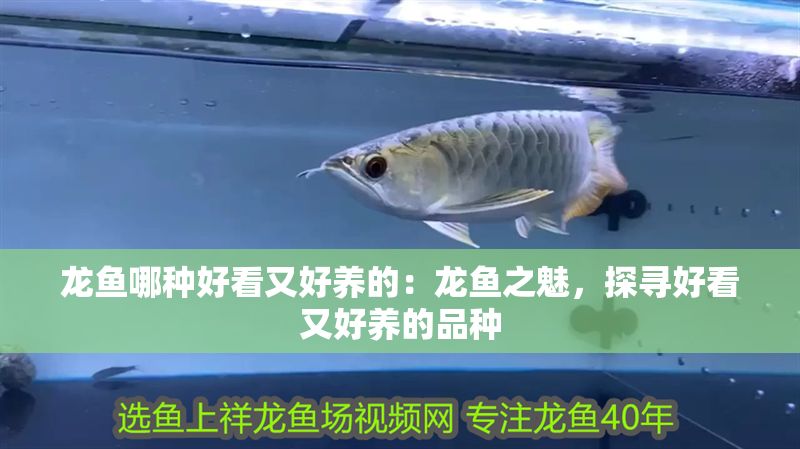 龍魚(yú)哪種好看又好養(yǎng)的：龍魚(yú)之魅，探尋好看又好養(yǎng)的品種
