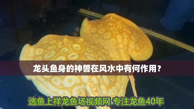 龍頭魚身的神獸在風水中有何作用？