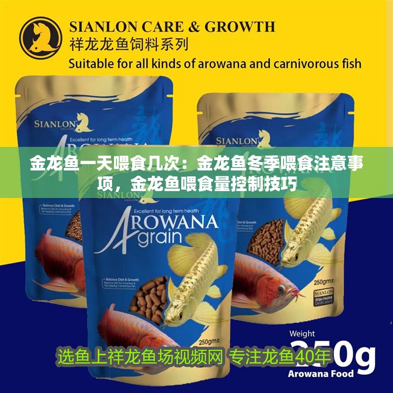 金龍魚一天喂食幾次:金龍魚冬季喂食注意事項,金龍魚喂食量控制技巧 龍魚百科 第1張 金龍魚一天喂食幾次:金龍魚冬季喂食注意事項,金龍魚喂食量控制技巧 金龍魚一天喂食幾次:金龍魚冬季喂食注意事項,金龍魚喂食量控制技巧 龍魚百科 第1張