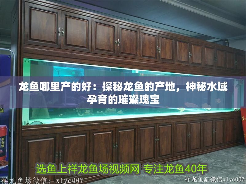 龍魚哪里產(chǎn)的好：探秘龍魚的產(chǎn)地，神秘水域孕育的璀璨瑰寶