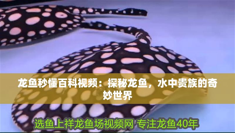 龍魚秒懂百科視頻：探秘龍魚，水中貴族的奇妙世界