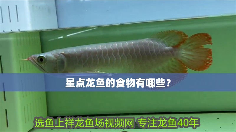 星點龍魚的食物有哪些？ 星點龍魚的食物有哪些？ 龍魚百科