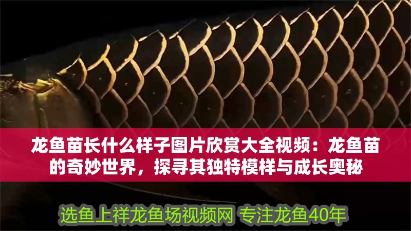 龍魚苗長什么樣子圖片欣賞大全視頻：龍魚苗的奇妙世界，探尋其獨特模樣與成長奧秘 龍魚苗長什么樣子圖片欣賞大全視頻：龍魚苗的奇妙世界，探尋其獨特模樣與成長奧秘 龍魚百科 第1張