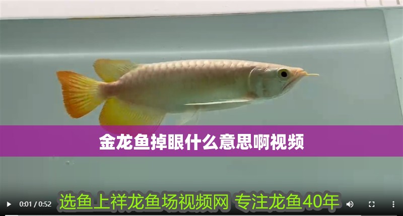 金龍魚掉眼什么意思啊視頻