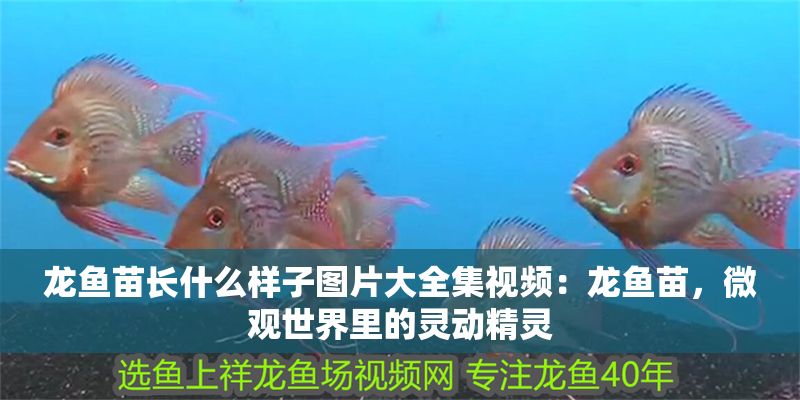 龍魚苗長什么樣子圖片大全集視頻：龍魚苗，微觀世界里的靈動精靈