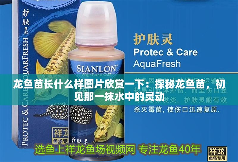 龍魚苗長(zhǎng)什么樣圖片欣賞一下：探秘龍魚苗，初見那一抹水中的靈動(dòng)