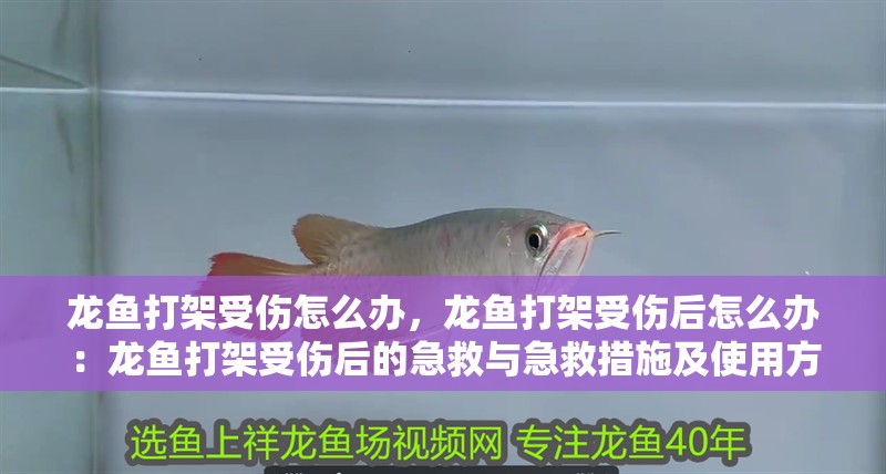 龍魚打架受傷怎么辦，龍魚打架受傷后怎么辦：龍魚打架受傷后的急救與急救措施及使用方法及使用方法