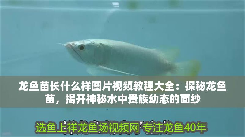 龍魚苗長什么樣圖片視頻教程大全：探秘龍魚苗，揭開神秘水中貴族幼態的面紗