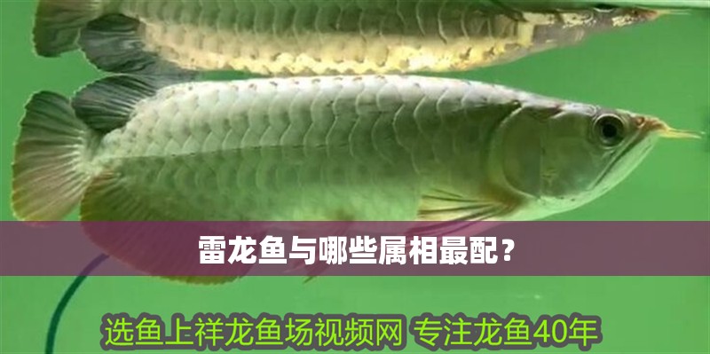 雷龍魚與哪些屬相最配？